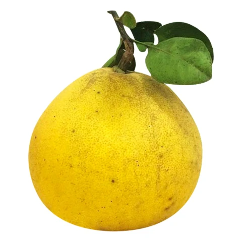 Bưởi Diễn to 100%