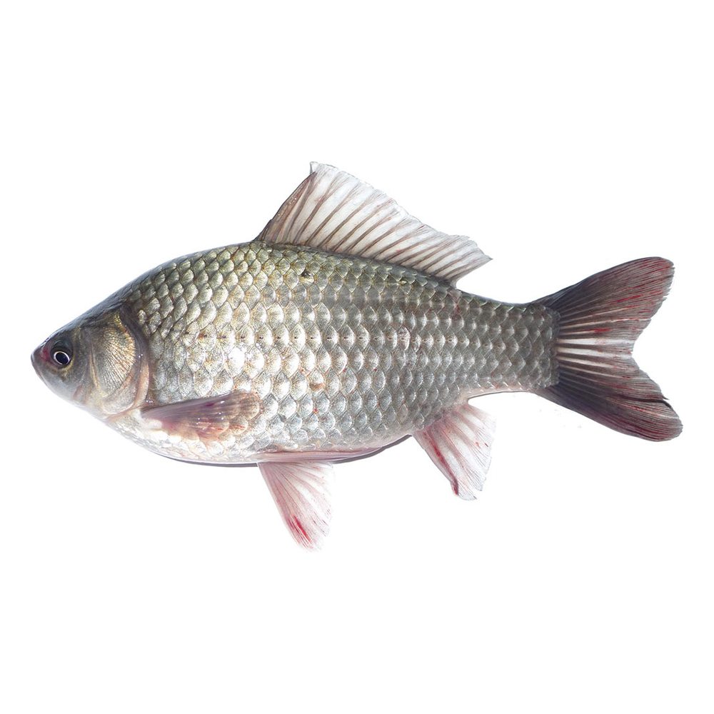 Cá Diếc tươi