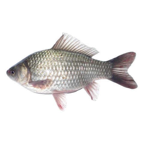 Cá Diếc tươi
