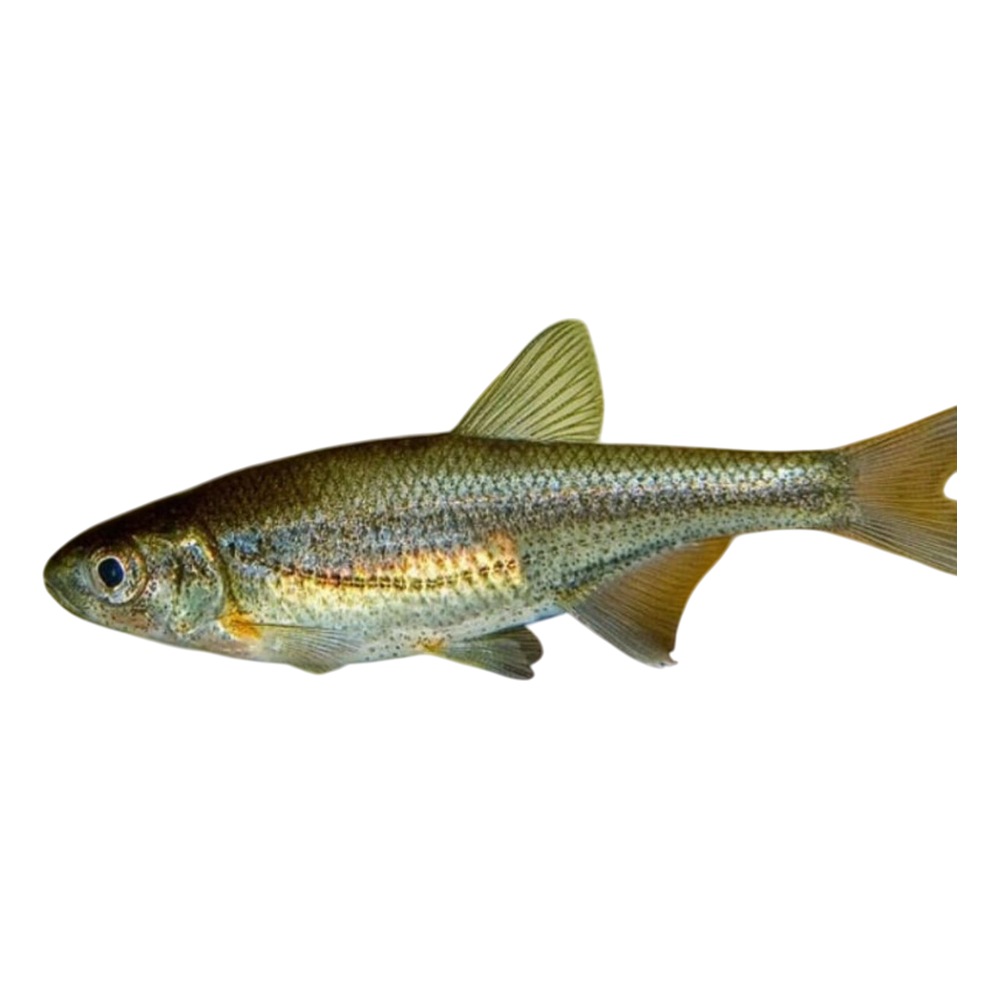 Cá mương