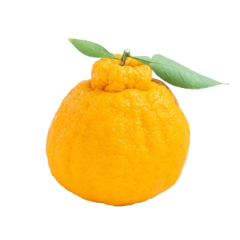 Quýt chum (quả tươi)