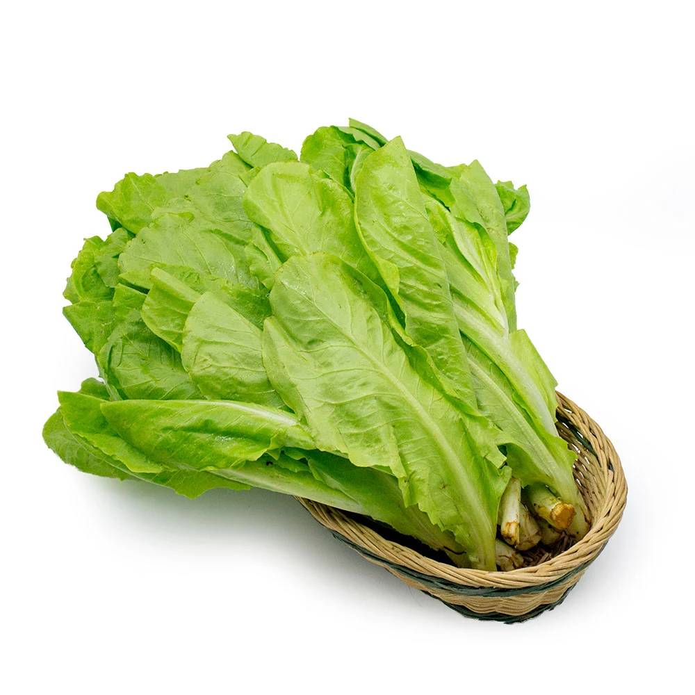 Xà lách