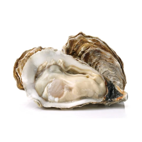 Hàu