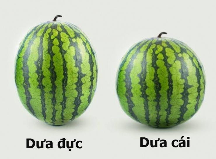 Dưa tròn, đều, vỏ căng bóng – thường ngọt hơn