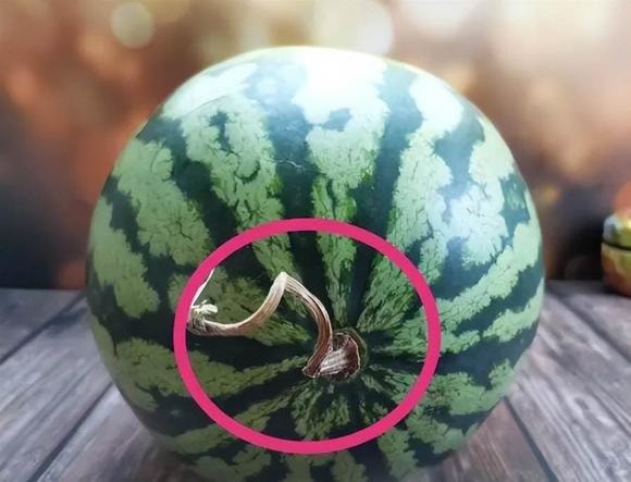 Cuống héo là dưa già – chín đều và ngọt hơn